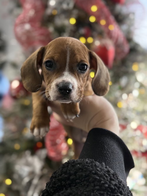 picture of the dog needing adoption