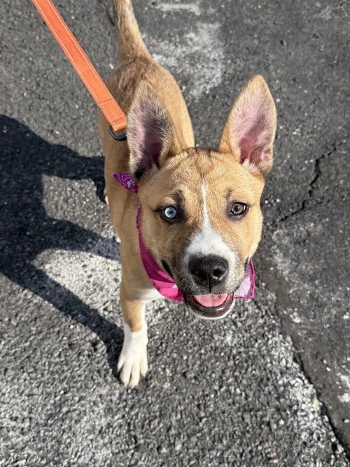 picture of the dog needing adoption