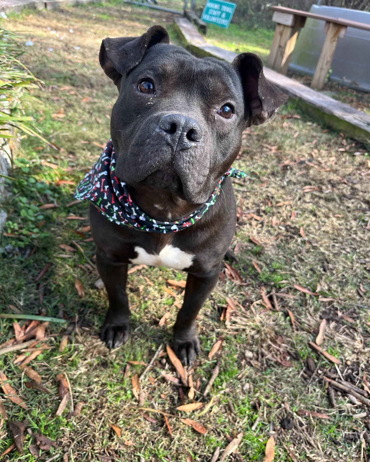 Cornelius