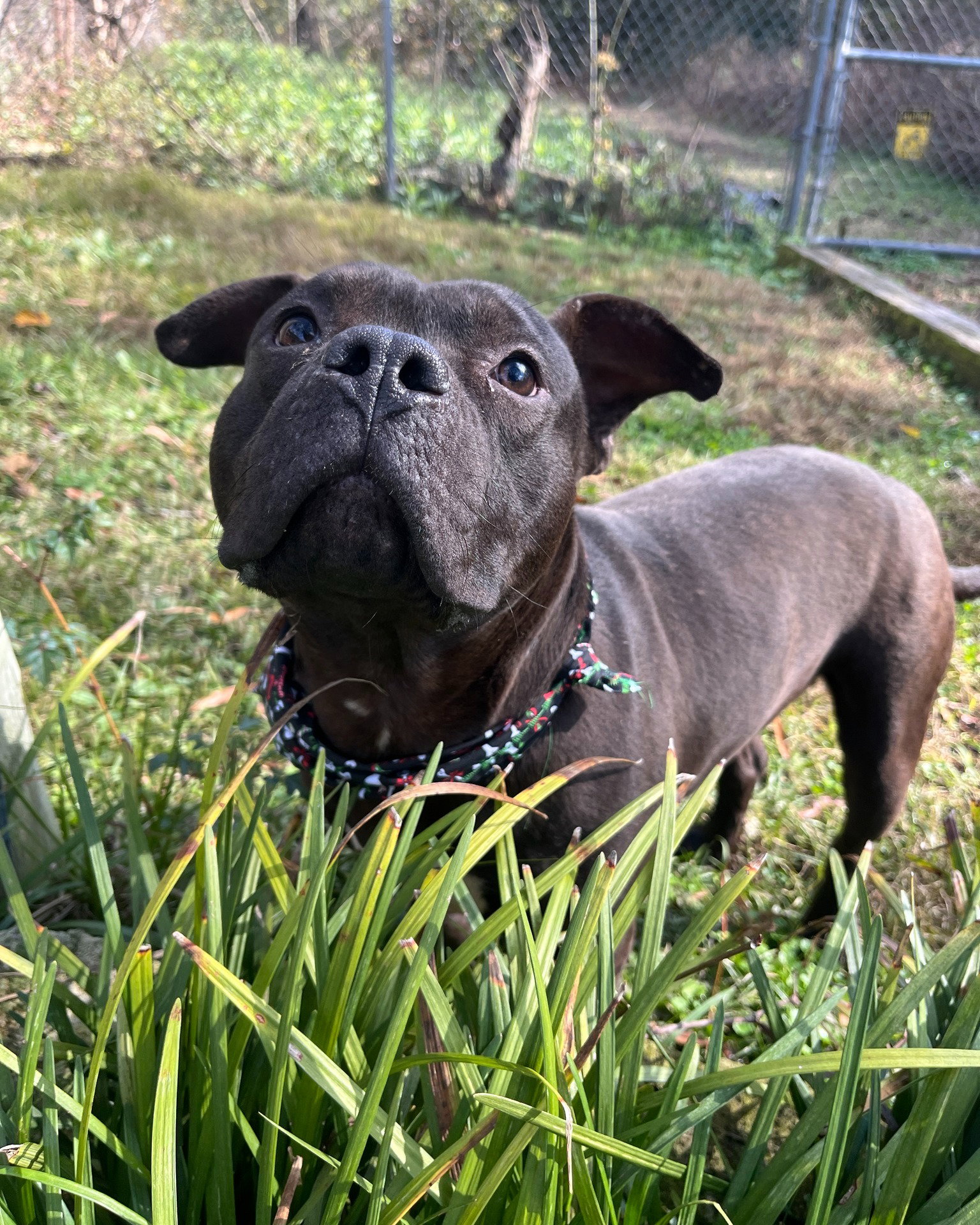Cornelius