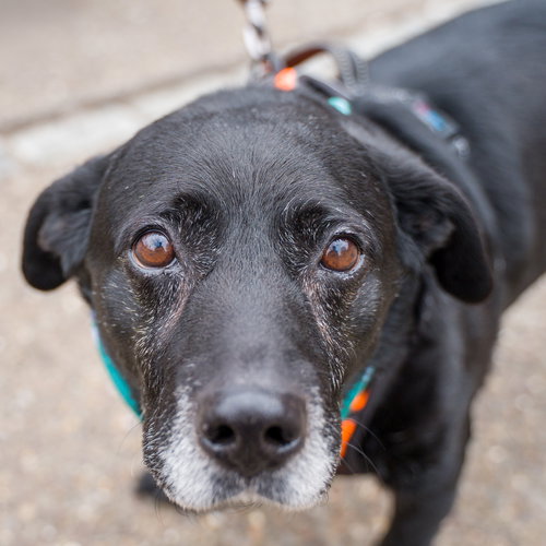 Lt Dan, an adoptable Labrador Retriever in Shermans Dale, PA