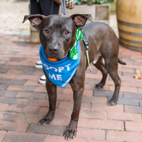 Zipper, an adoptable Pit Bull Terrier in Shermans Dale, PA