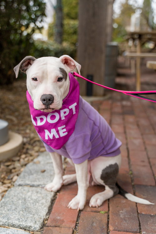 Cloud, an adoptable Pit Bull Terrier in Shermans Dale, PA