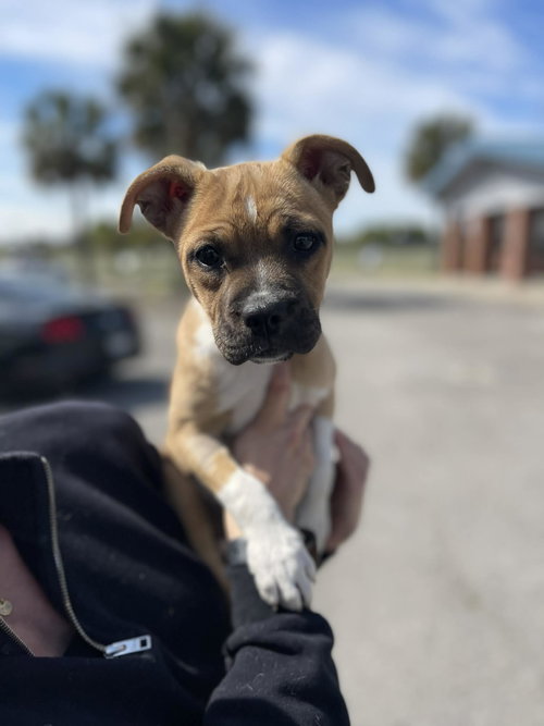 Dandelion, an adoptable Boxer in Shermans Dale, PA