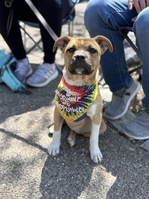 picture of the dog needing adoption