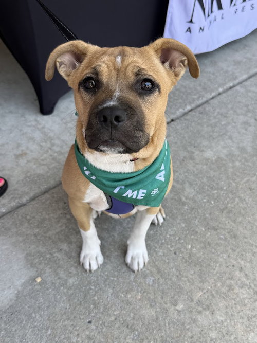 Dandelion, an adoptable Boxer in Shermans Dale, PA
