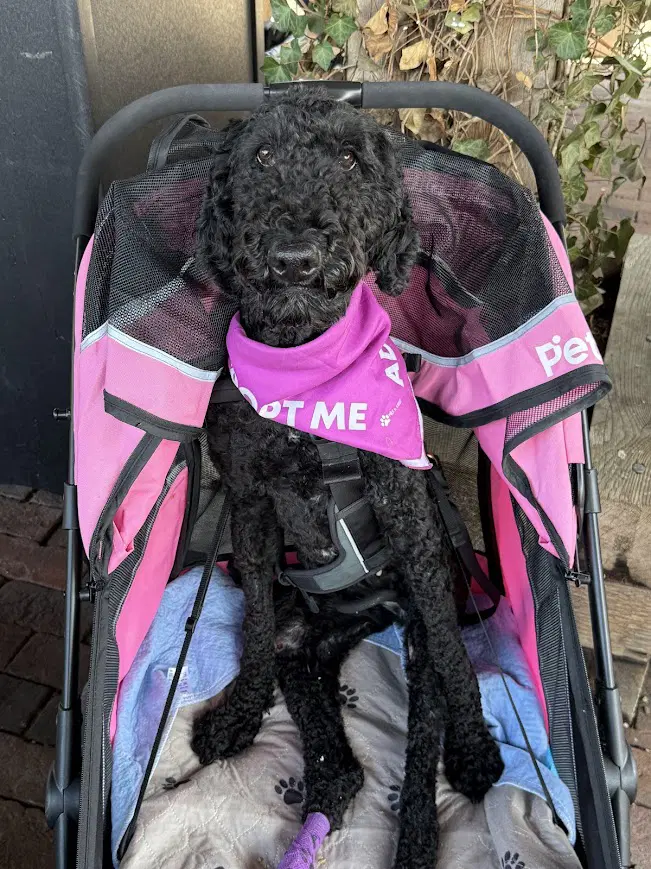 Doll - Poodle (Standard)