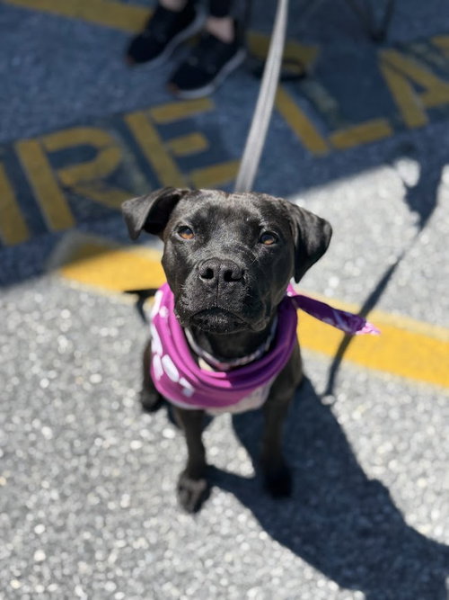 Bouncer, an adoptable Pit Bull Terrier in Shermans Dale, PA