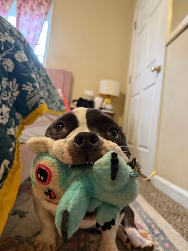 Meatball, photo 14