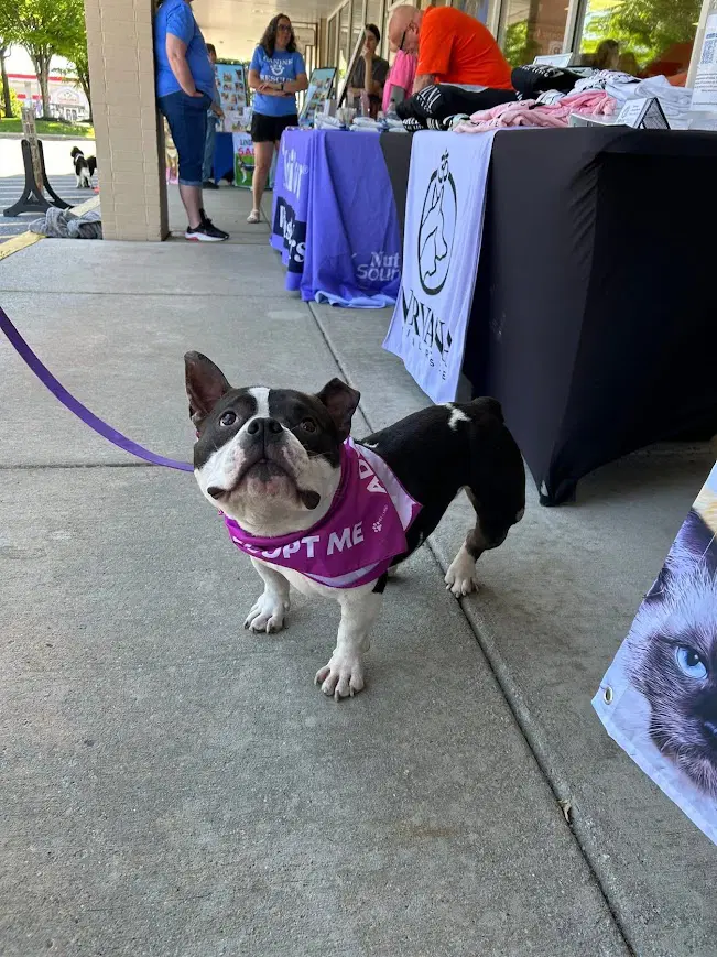 Meatball - Bulldog