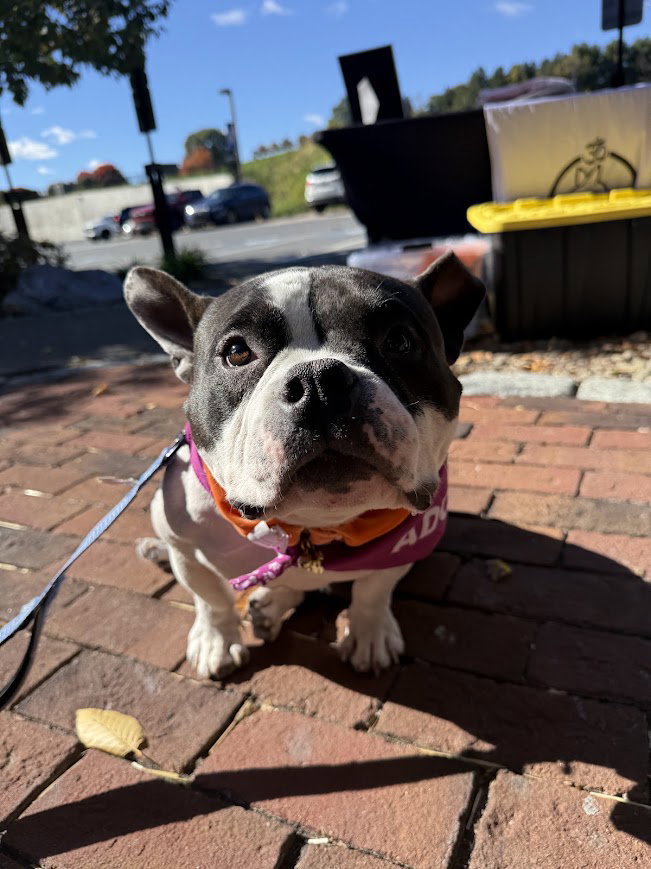 Meatball, photo 3