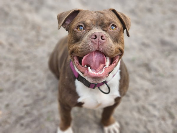 Poutine
