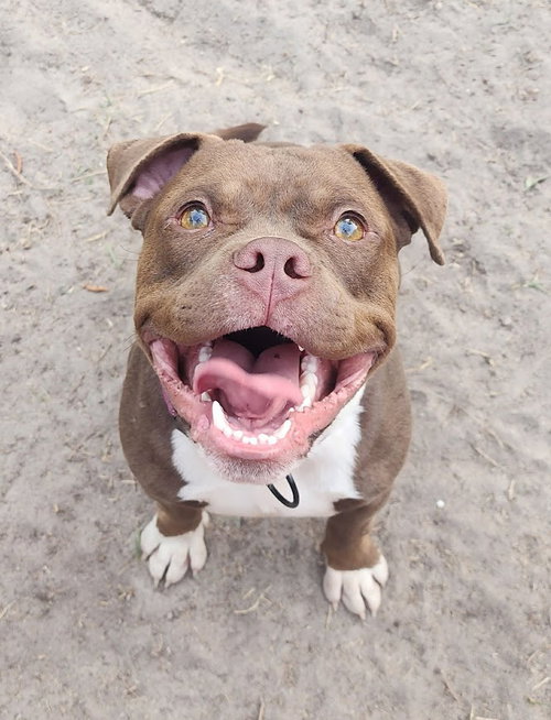 Poutine, an adoptable Pit Bull Terrier in Shermans Dale, PA