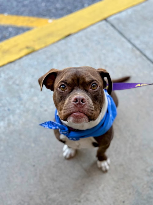 Poutine, an adoptable Pit Bull Terrier in Shermans Dale, PA