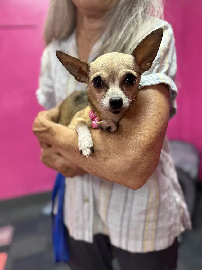 Tori - Chihuahua