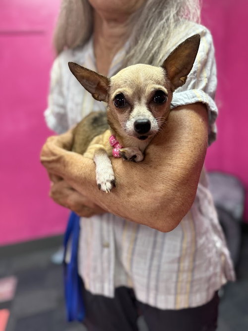 Tori, an adoptable Chihuahua in Shermans Dale, PA
