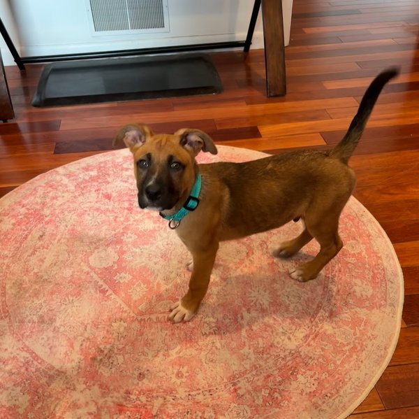 Nutmeg