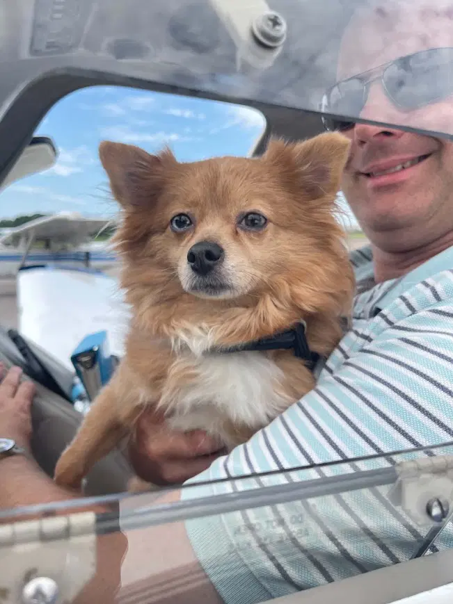 Peaches - Pomeranian