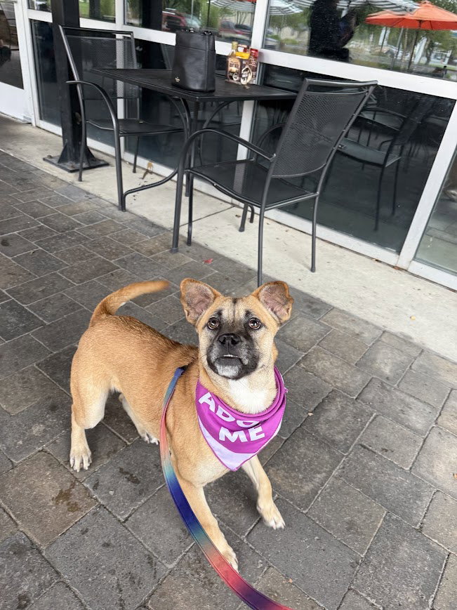 Magpie, Shepherd