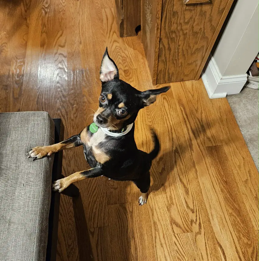 Firefly - Chihuahua