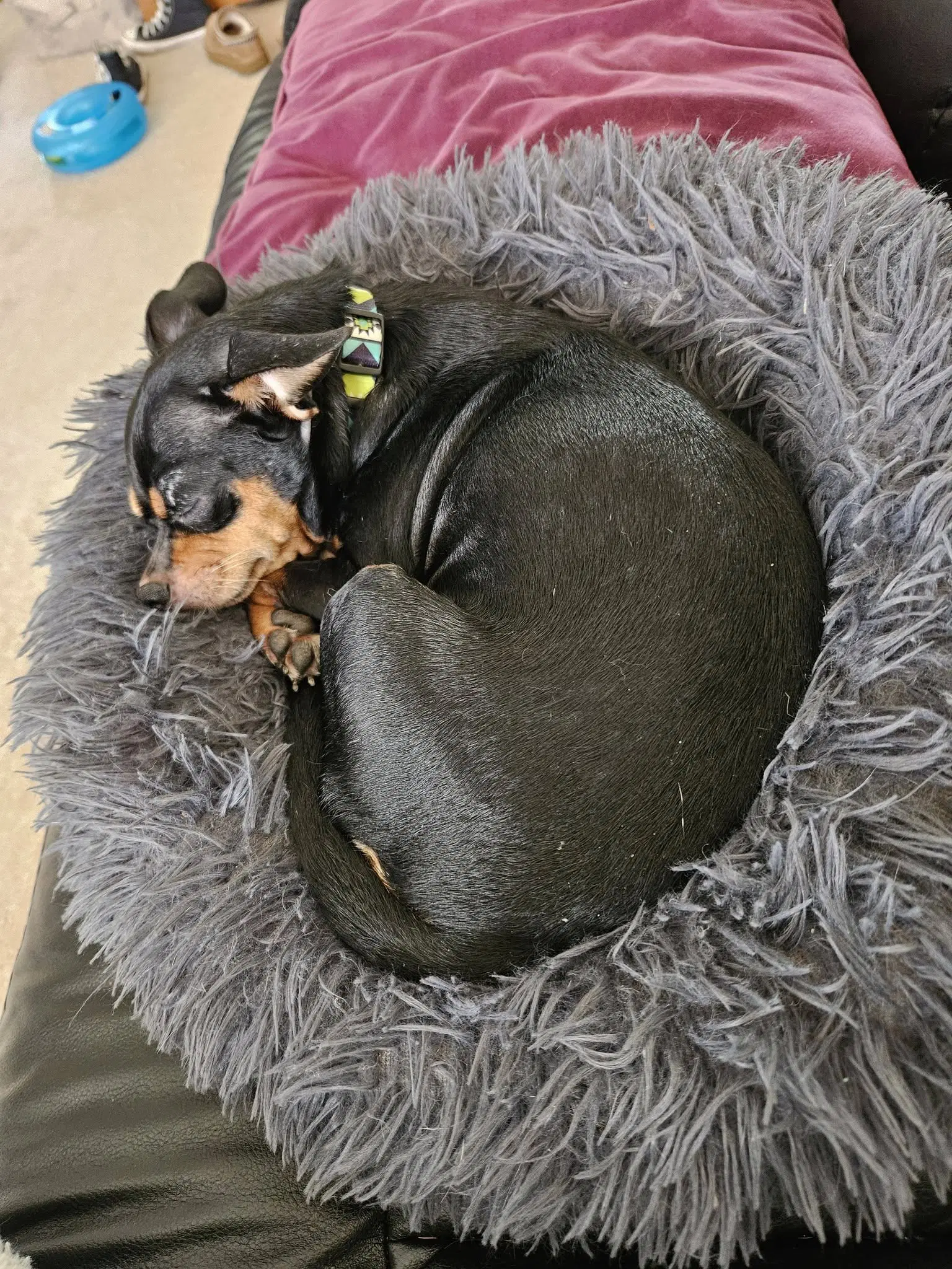 Firefly image 3