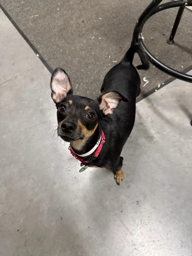 Odette - Chihuahua