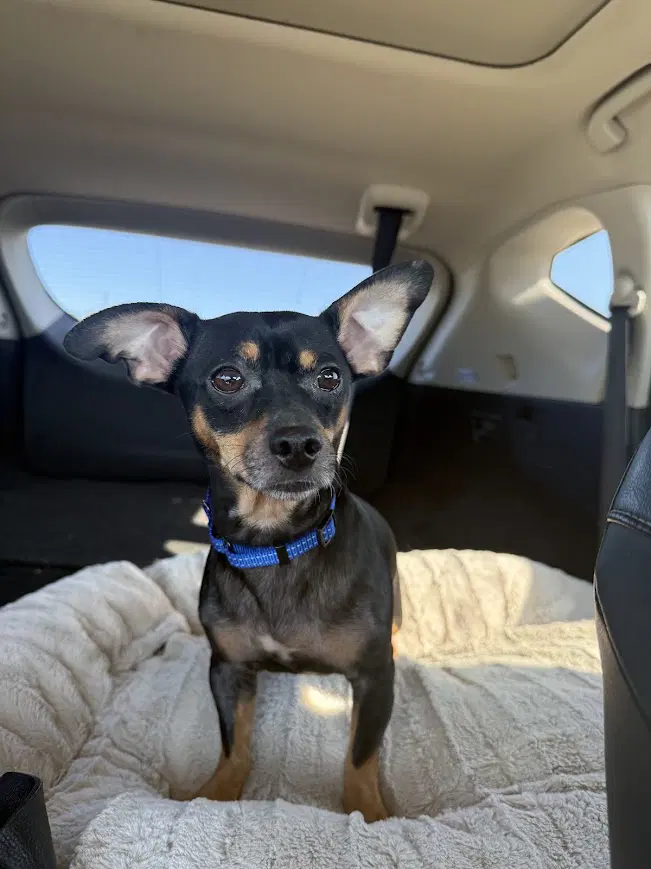 Mika - Dachshund