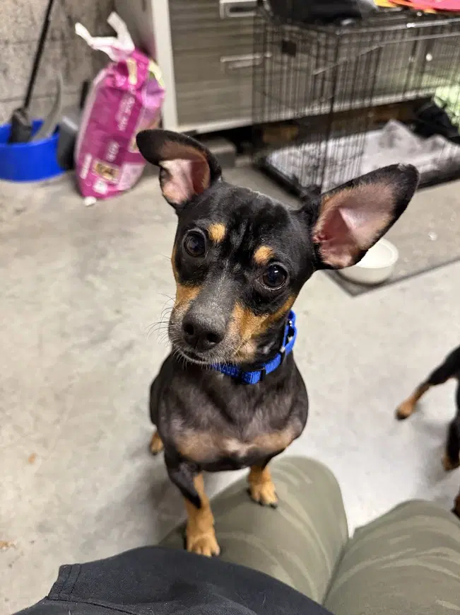 Mika image 2