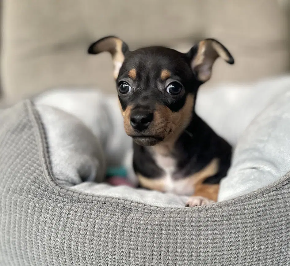 Venice - Chihuahua