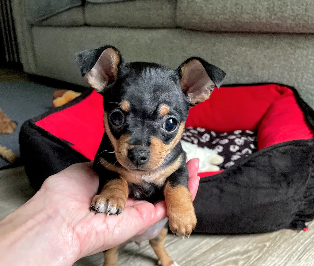 Zurich - Chihuahua