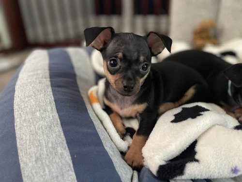 London, a dog for adoption from Nirvana Animal Rescue