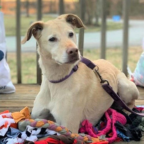 Dog for Adoption - Winston, a Labrador Retriever in Greensboro, NC ...