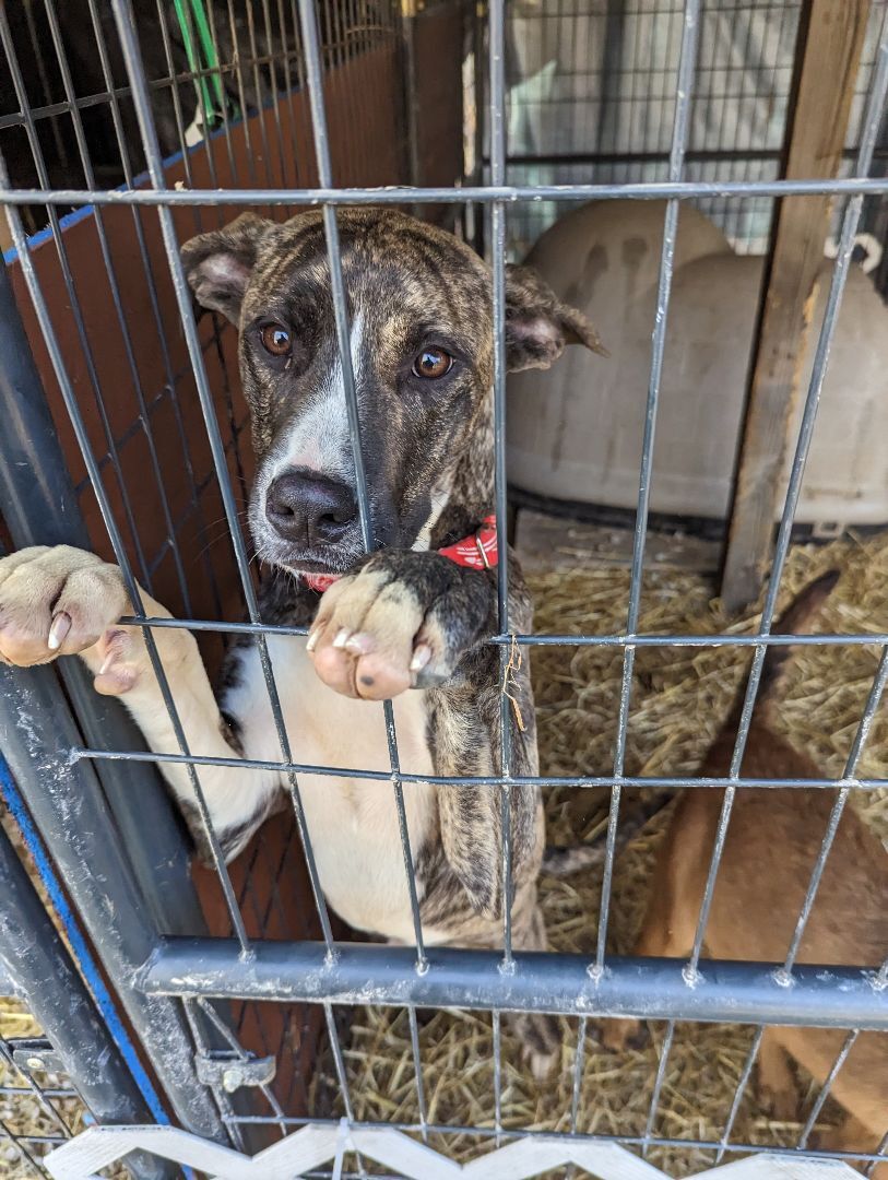 Dog for Adoption Zuri, a Mountain Cur in Cave City, AR Alpha Paw
