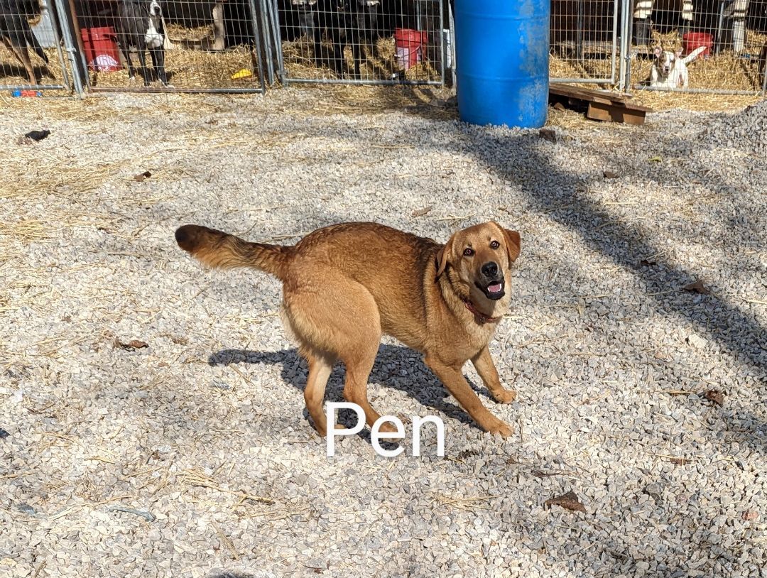 Dog for Adoption Pen, a German Shepherd Dog in Highland, AR Alpha Paw