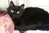 adoptable Cat in , BC named Fiona