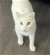adoptable Cat in selma, NC named Apricot