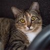 adoptable Cat in selma, NC named Alvy