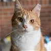 adoptable Cat in selma, NC named Creamsicle