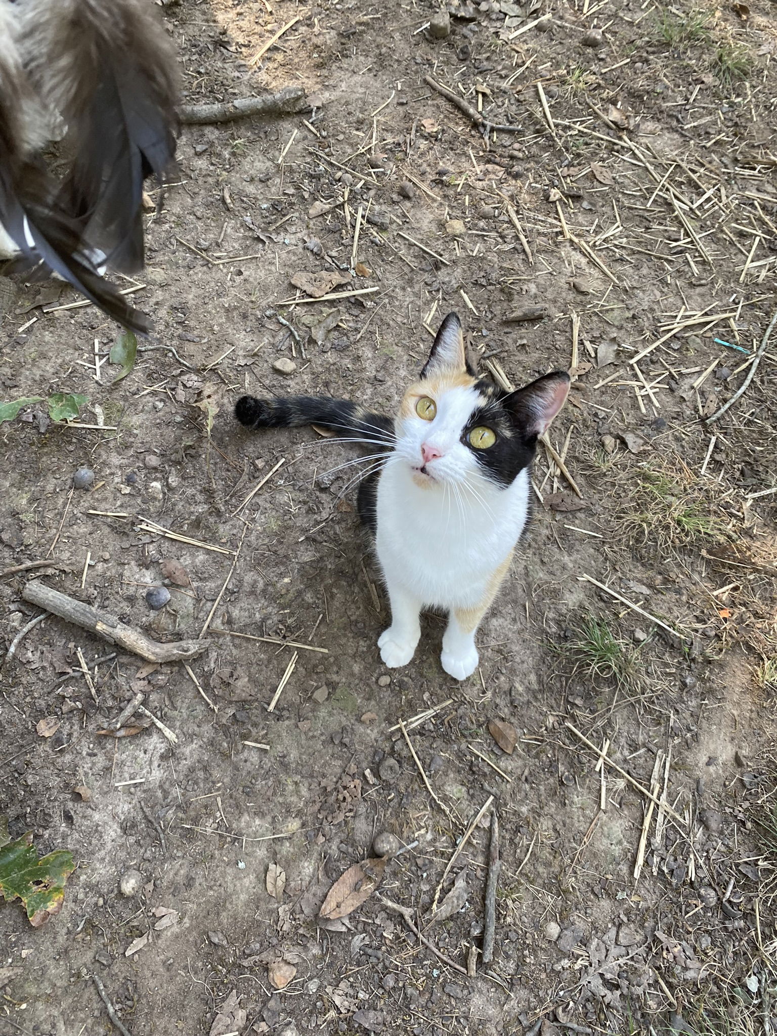 adoptable Cat in Drasco, AR named Paris