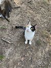 adoptable Cat in drasco, AR named Paris