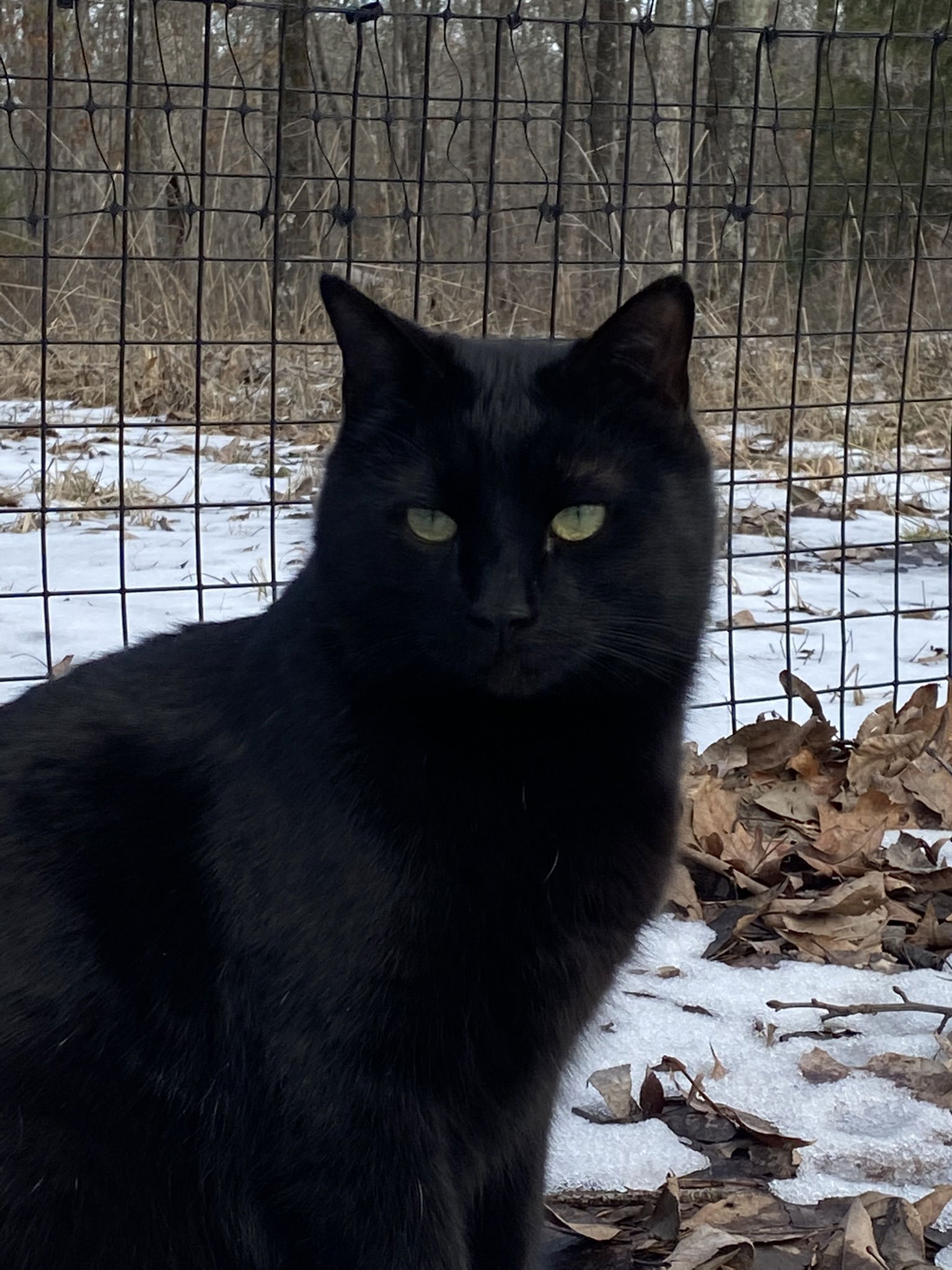 adoptable Cat in Drasco, AR named Lavon