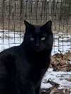 adoptable Cat in drasco, AR named Lavon