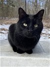 adoptable Cat in drasco, AR named Leeroy