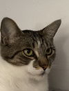 adoptable Cat in , AR named Fee Bee