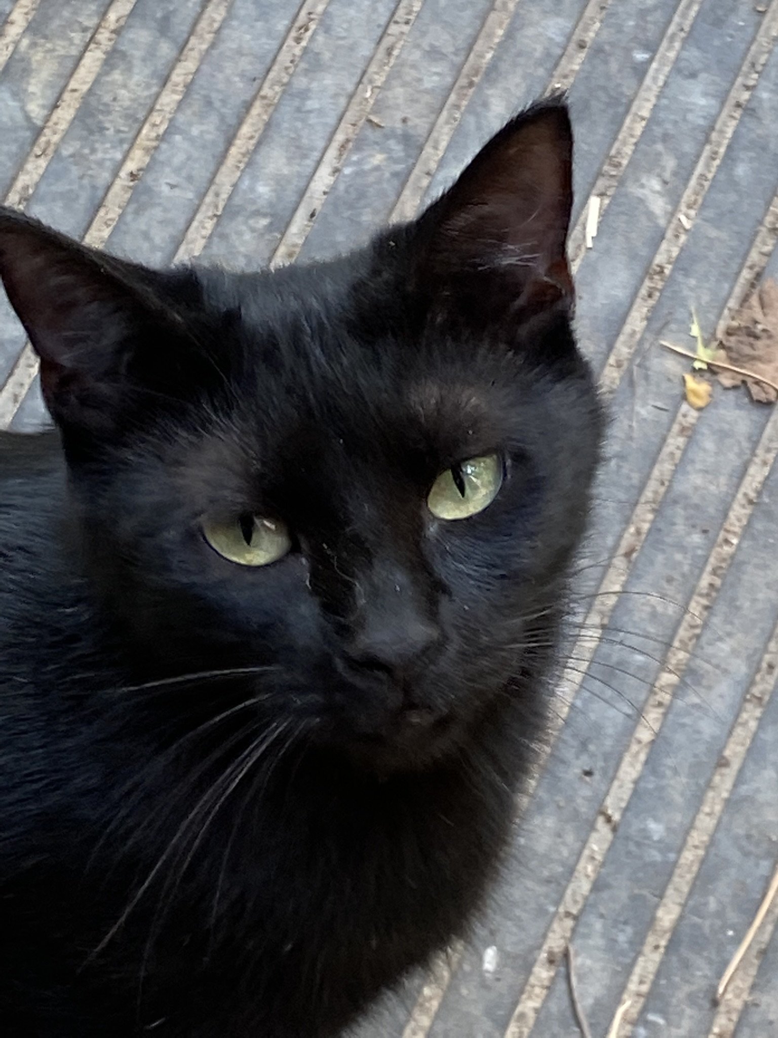 adoptable Cat in Drasco, AR named Sasha