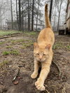 Titus Red - Photo 2