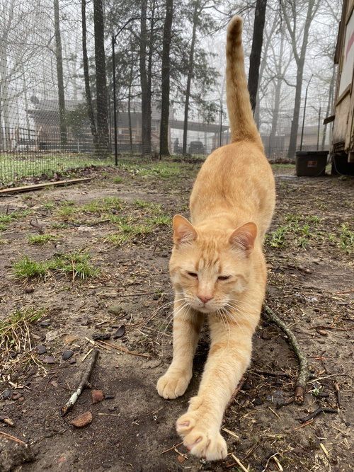 TITUS RED - Domestic Short Hair / Tabby available for adoption