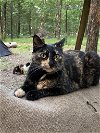 adoptable Cat in drasco, AR named Nova