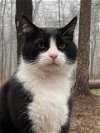 adoptable Cat in drasco, AR named Max