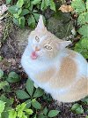 adoptable Cat in drasco, AR named Laryn